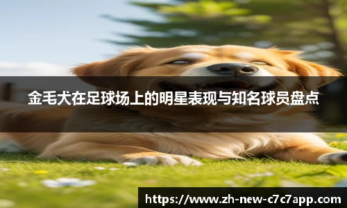 金毛犬在足球场上的明星表现与知名球员盘点